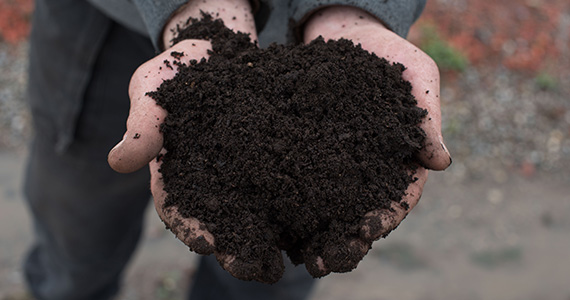 Mushroom Compost